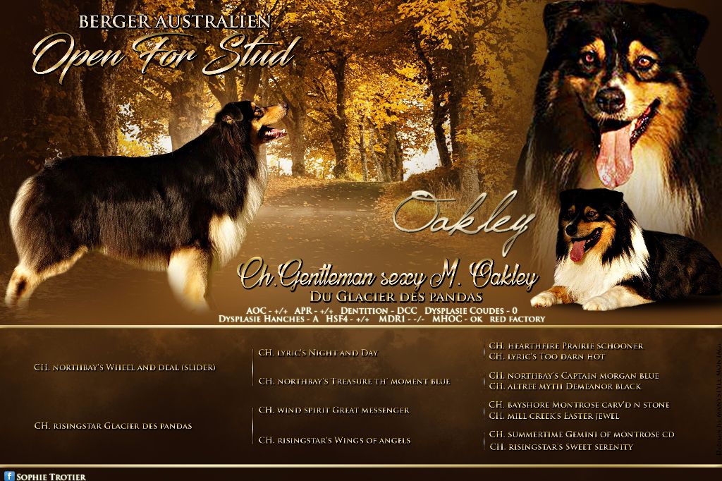 CH. Gentleman sexy m. oakley du glacier des pandas