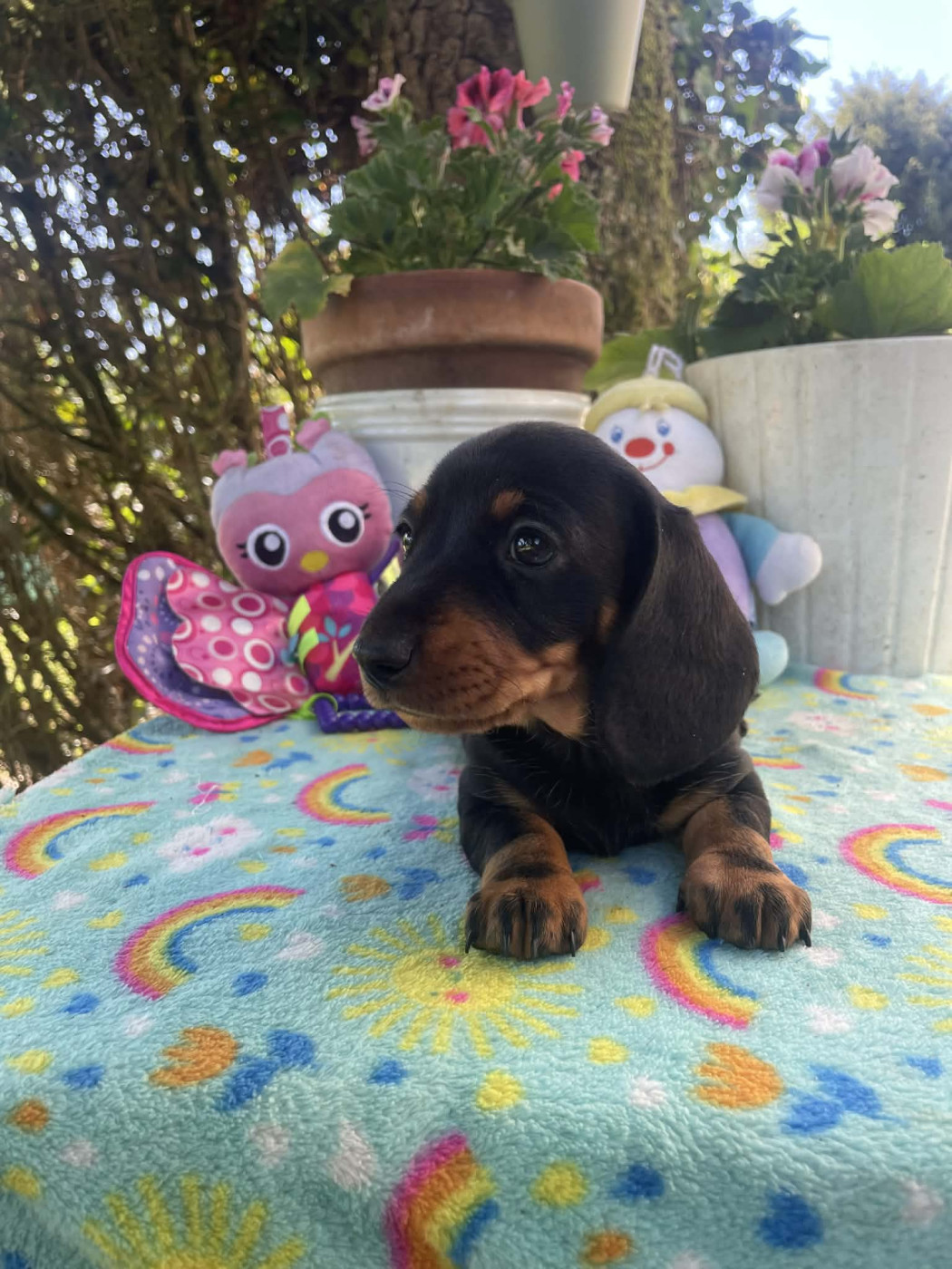 Ls Twins Crew - Chiots disponibles - Teckel poil ras