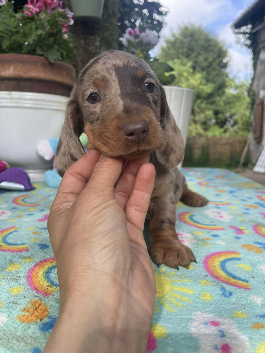 Ls Twins Crew - Chiots disponibles - Teckel poil ras