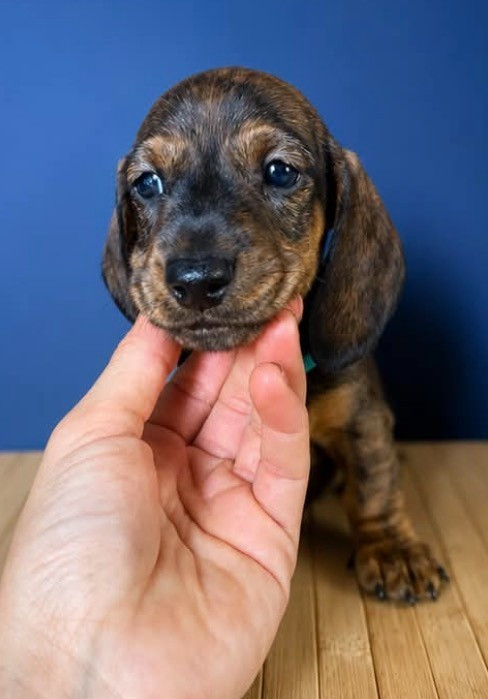 Ls Twins Crew - Chiots disponibles - Teckel poil ras