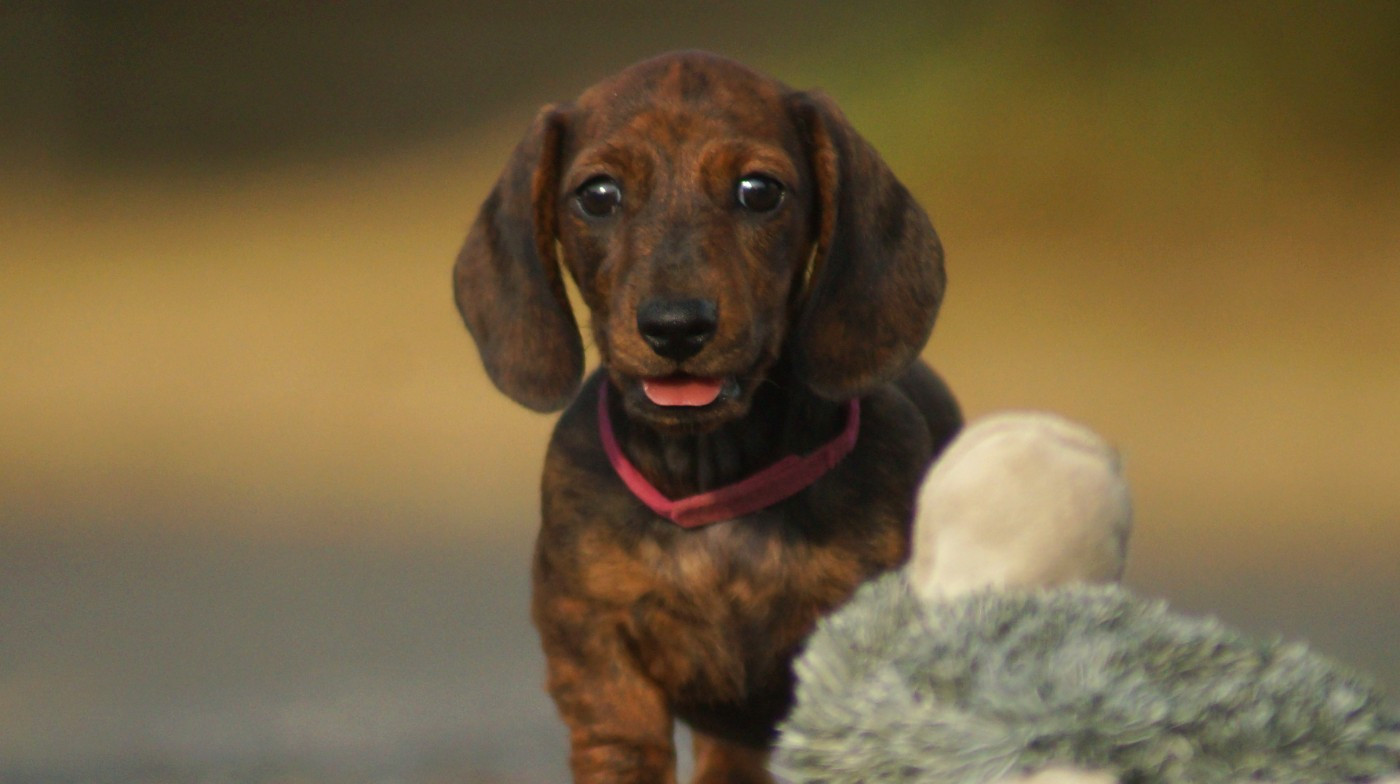 Ls Twins Crew - Chiots disponibles - Teckel poil ras