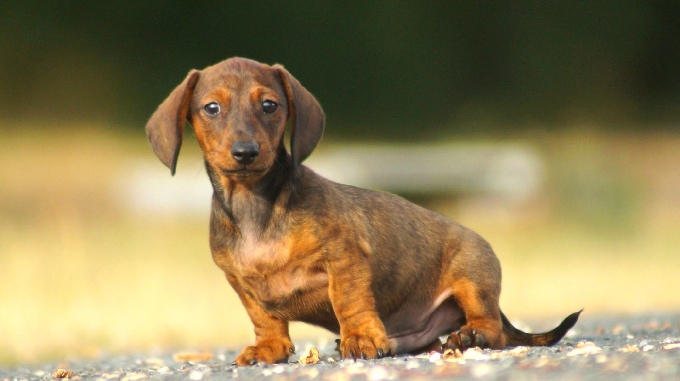 Ls Twins Crew - Chiots disponibles - Teckel poil ras