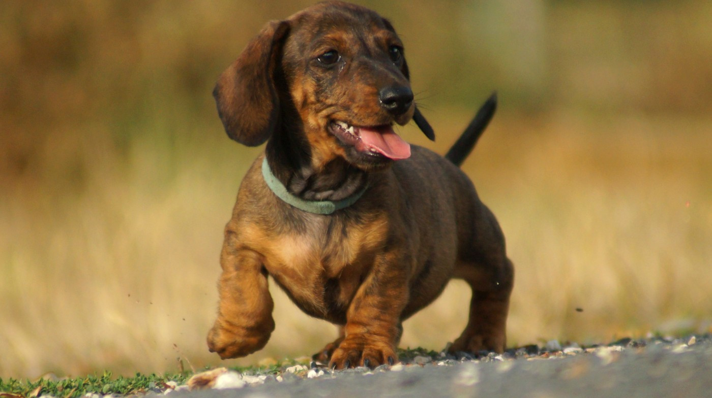 Ls Twins Crew - Chiots disponibles - Teckel poil ras