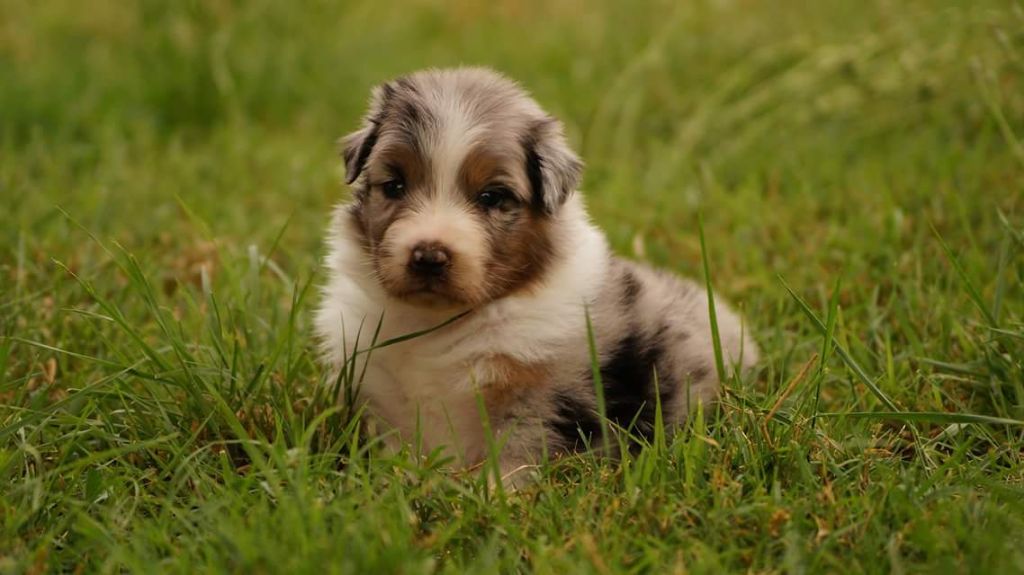 Chiot Berger Australien Ls Twins Crew